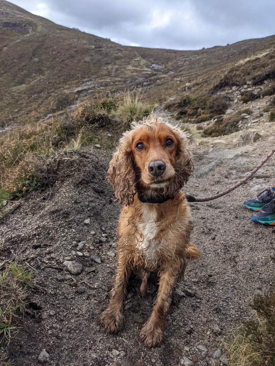 Dog walking in the Mournes
